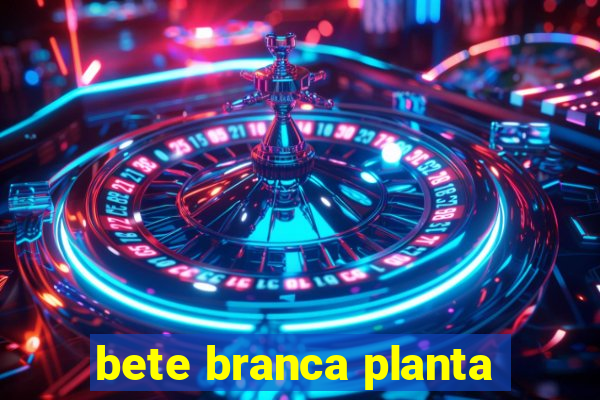 bete branca planta